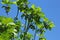 Fig tree with fruits Ficus carica