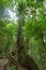 Fig tree with large roots among lush vegetation.