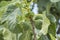 Fig tree, leafs, unripe figs