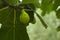 Fig tree, Lucca, Tuscany , Italy