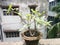 Fig tree pre-bonsai