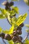 A fig tree with shining green leafs and violet soft fruits