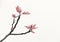 Fig tree on white background