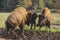 Fight bison in the wild powerful horn attack mating dirty grass