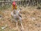 Fight Chicken Farming.