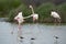 Fight of common flamingos or pink flamingo Flamingo in the natural reserve of the Fuente de Piedra lagoon in Malaga. Spain
