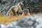 Fight of cute little Arctic Foxes, Vulpes lagopus, in the nature rocky habitat, Svalbard, Norway. Action wildlife scene from