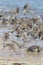 Fight or Flight Semipalmated Sandpipers and Spawning Horseshoe Crabs  on Delaware Bay Beach