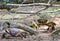 Fight of ghost crabs