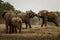 Fight Giant Elephants Africa Kenya