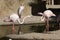 Fight of the Greater Flamingo - Phoenicopterus roseus