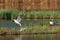 Fight gulls on a place on the island