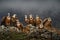 Fight jackal with Group of vultures. Griffon Vulture, Gyps fulvus, big birds of prey sitting on the rocky mountain, nature habitat