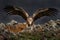 Fight jackal with vulture. Griffon Vulture, Gyps fulvus, big birds of prey sitting on the rocky mountain, nature habitat,