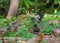 A fight between Jungle Babbler and Starlings