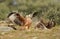 Fight between a kite raptors and buzzards