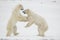 Fight of polar bears. 11