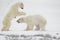 Fight of polar bears. 12