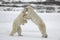 Fight of polar bears. 6