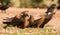 The fight of a Red Kite and Black Kite