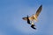 Fight on the sky. Two beautiful black and white bird with red bill fighting on blue sky. Duel on the air. African Skimmer