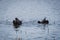 Fight of three Eurasian coots