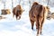 Fight of two bison bulls running at each other in the winter on snow. Wyoming State Symbol. Endangered animals