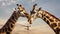 Fight of two giraffes. Africa. Kenya. Samburu national park. Generative AI