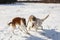 Fight of two hunting dogs of a dog and a gray wolf in a snowy field