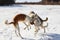 Fight of two hunting dogs of a dog and a gray wolf in a snowy field