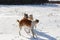 Fight of two hunting dogs of a dog and a gray wolf in a snowy field