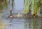 a fight between two moorhen males