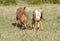 A fight between two Topi antelopes