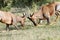 A fight between two Topi antelopes