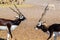 Fight of two young antelopes in a safari park on Sir Bani Yas Island, Abu Dhabi, UAE