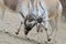 Fighting addax males