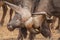 Fighting african buffalos Syncerus caffer