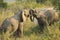 Fighting African Elephants