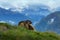 Fighting animals Marmot, Marmota marmota, in the grass with nature rock mountain habitat, Alp, Austria. Mormot with grass mountain