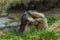 Fighting animals Marmot, Marmota marmota, in the grass with nature rock mountain habitat, Alp, France