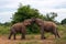 Fighting Asian elephants or elephas maximus in wild jungle