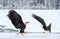 Fighting Bald Eagles