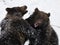 Fighting Bears ( Ursus arctos )