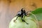 Fighting beetle (rhinoceros beetle) on guava fruit,