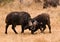 Fighting buffaloes