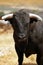 Fighting bull in the countryside. Spain