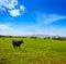 Fighting bull grazing in Extremadura dehesa