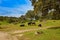 Fighting bull grazing in Extremadura dehesa