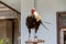 Fighting chicken standing on a pedestal