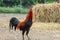 fighting cock  in farm at thailand